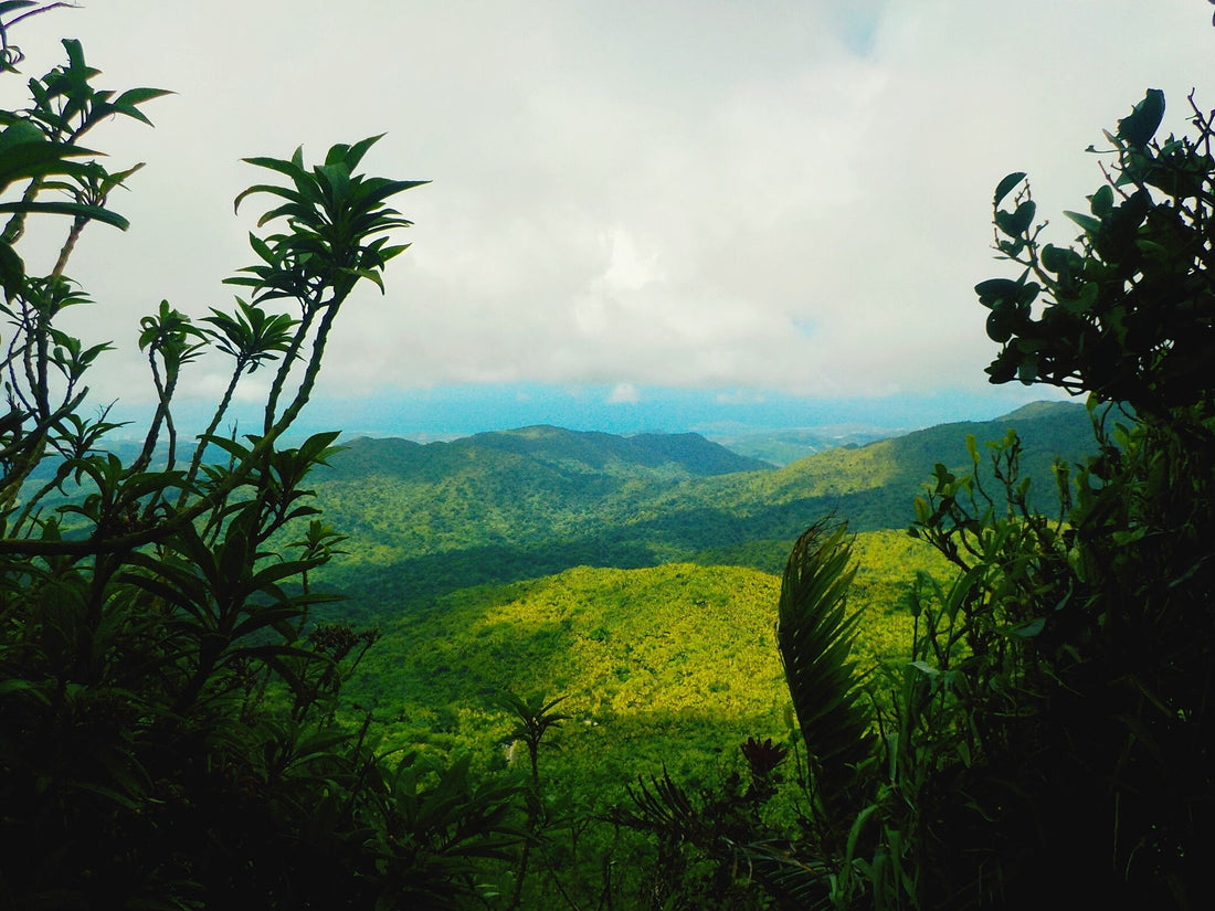 3 TOURS IN 1 DAY: Old San Juan, Rainforest and Beach Day with Transportation Included